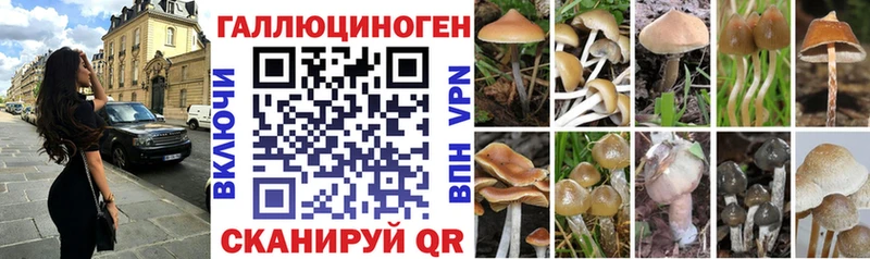 Купить закладки  Сусуман  Псилоцибиновые грибы Psilocybe 